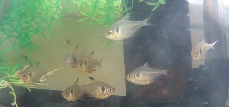 熱帯魚の飼育も行います